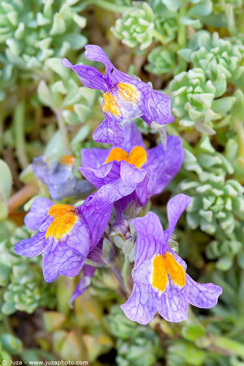  Image name: linaiola2.jpg 
 width: 480 pixel 
 height: 720 pixel 
 Size: 131354 bytes 
 Click to enlarge 